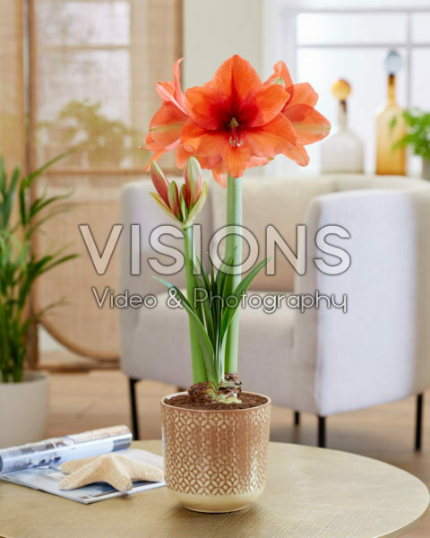 Hippeastrum Gold Medal Hippeastrum Gold Medal
