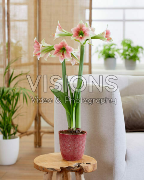 Hippeastrum Emerald Hippeastrum Emerald