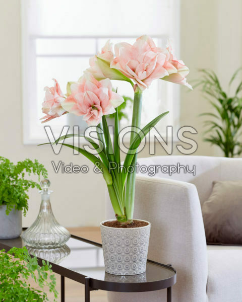 Hippeastrum Pink Glory Hippeastrum Pink Glory