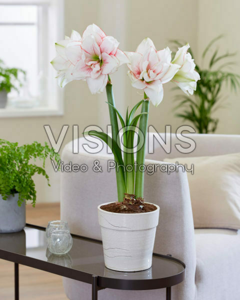 Hippeastrum Elvas