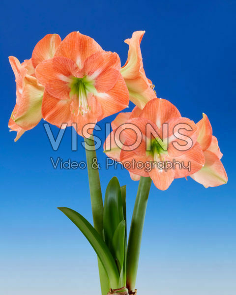 Hippeastrum Nagano Hippeastrum Nagano