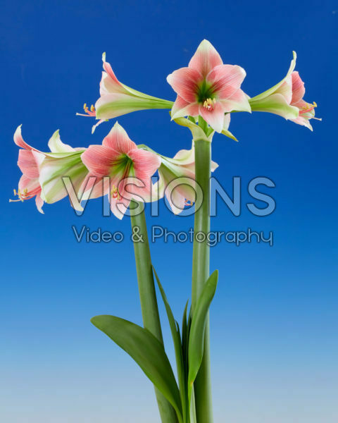 Hippeastrum Emerald Hippeastrum Emerald
