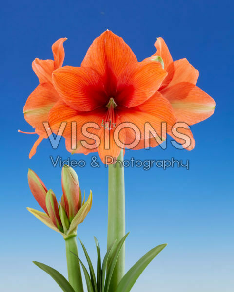 Hippeastrum Gold Medal Hippeastrum Gold Medal