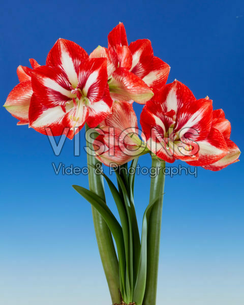 Hippeastrum Pierrot Hippeastrum Pierrot