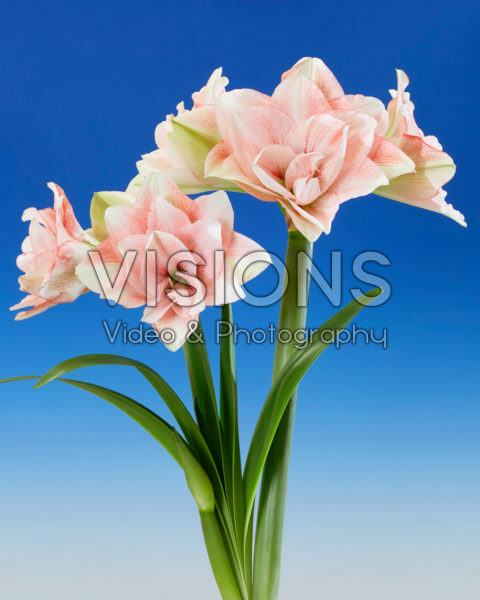Hippeastrum Pink Glory Hippeastrum Pink Glory