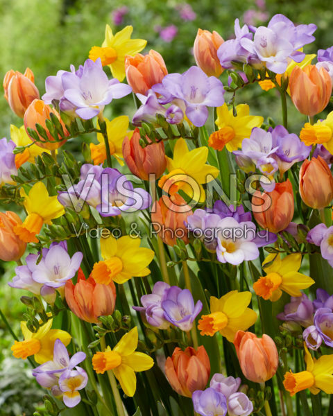 Mixed spring flowers