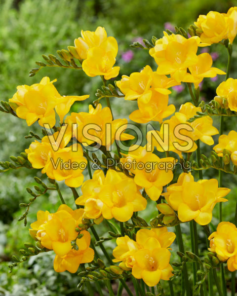 Freesia yellow Freesia yellow