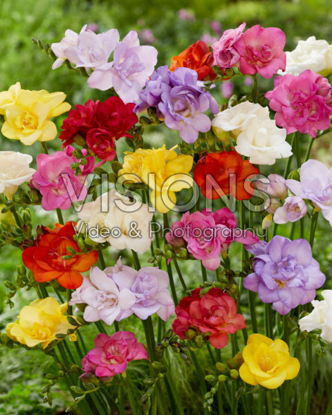 Freesia mix Freesia mix