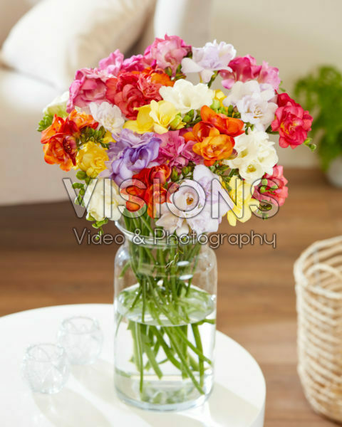 Freesia dubbelbloemige mix Freesia dubbelbloemige mix