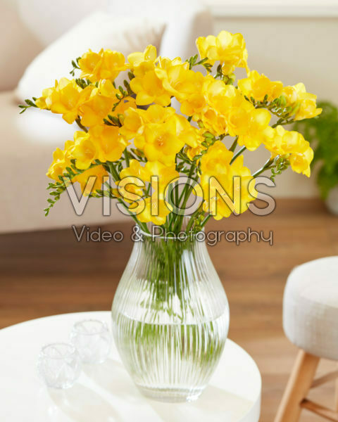 Freesia geel Freesia geel