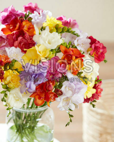 Freesia double flowering mix Freesia double flowering mix
