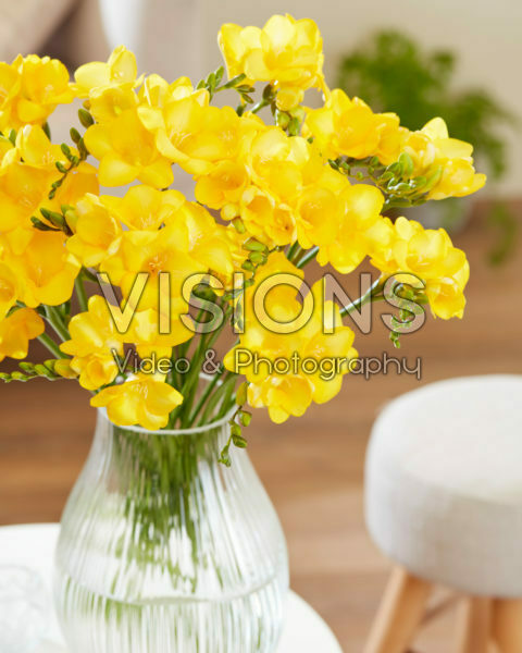 Freesia geel Freesia geel