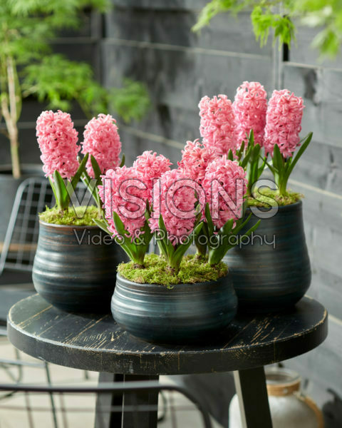 Hyacinthus Ida