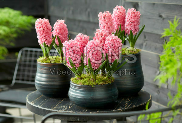 Hyacinthus Ida