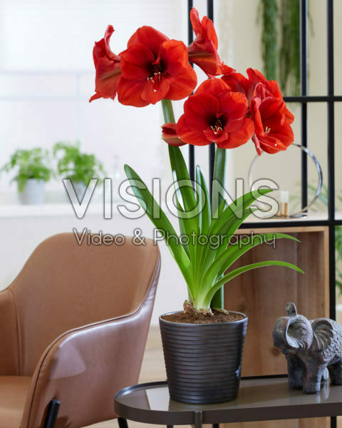 Hippeastrum Ferrari Hippeastrum Ferrari