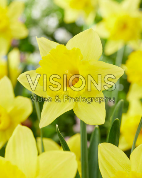 Narcissus Rijnveld's Early Sensation Narcissus Rijnveld's Early Sensation