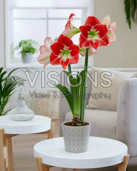 Hippeastrum Silver Dream Hippeastrum Silver Dream