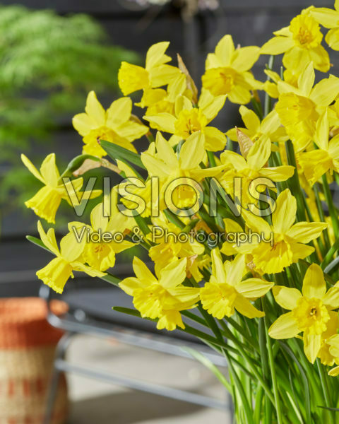 Narcissus Yellow Sailboat Narcissus Yellow Sailboat