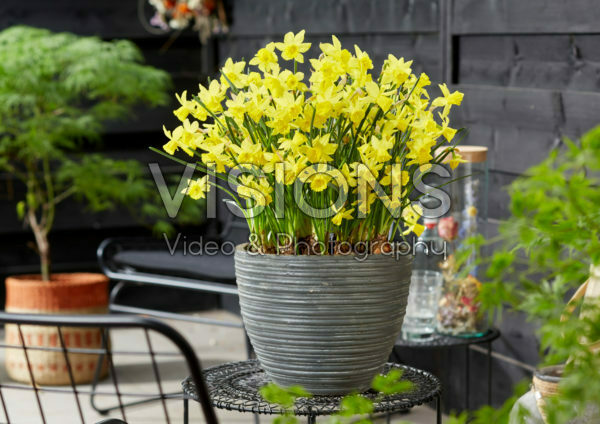Narcissus Yellow Sailboat Narcissus Yellow Sailboat