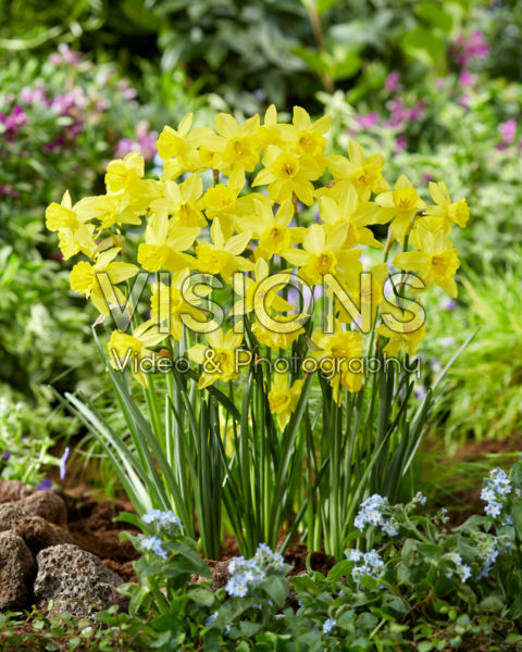 Narcissus Yellow Sailboat