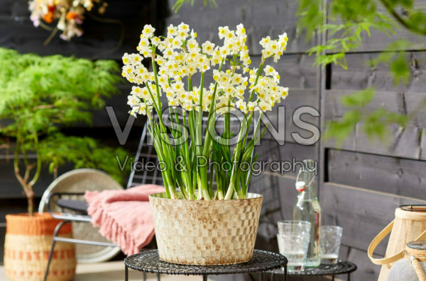 Narcissus Avalux Narcissus Avalux