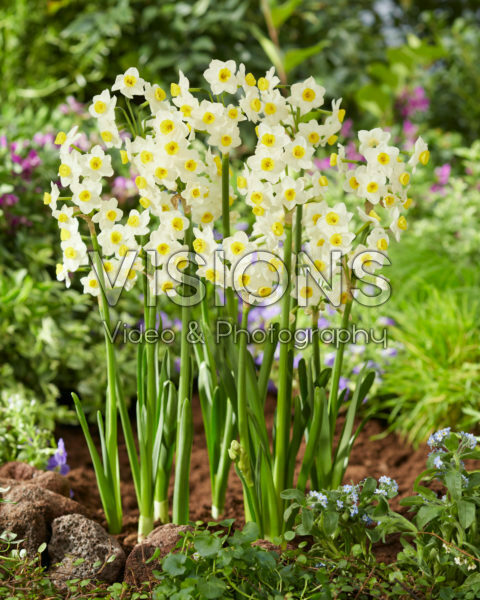 Narcissus Avalux Narcissus Avalux