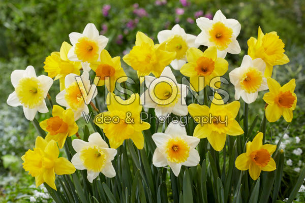 Narcissus gemengd Narcissus gemengd
