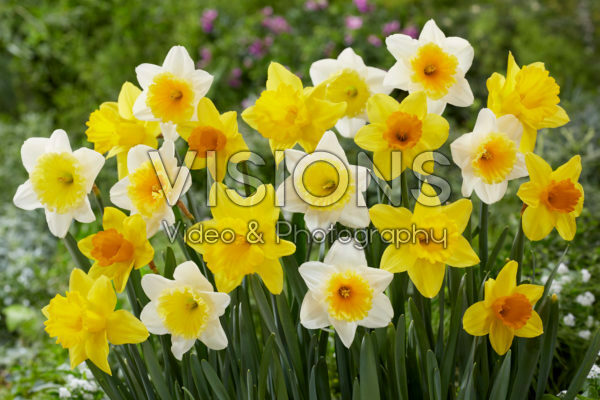 Narcissus mixed