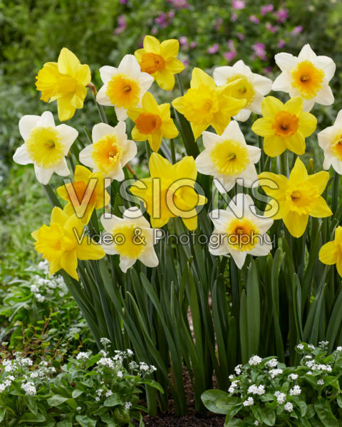 Narcissus gemengd Narcissus gemengd