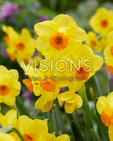 Narcissus Bright Day Narcissus Bright Day