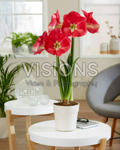 Hippeastrum Candy Cream Hippeastrum Candy Cream