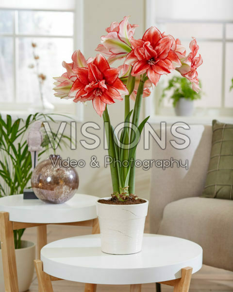 Hippeastrum Flamed Amadeus Hippeastrum Flamed Amadeus