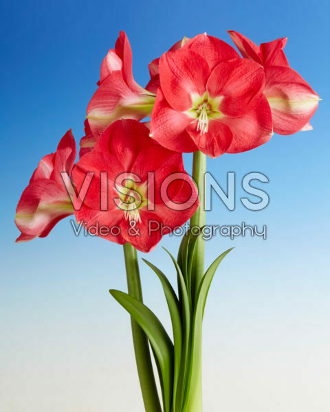 Hippeastrum Candy Cream Hippeastrum Candy Cream