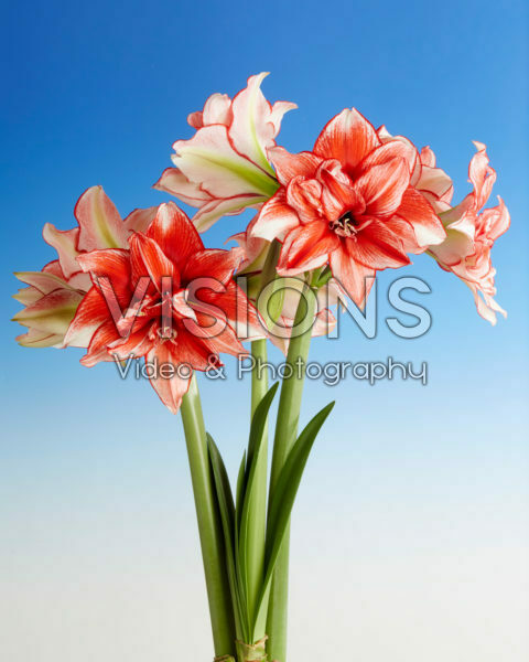 Hippeastrum Flamed Amadeus Hippeastrum Flamed Amadeus