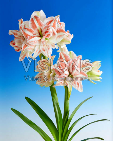 Hippeastrum Dancing Queen