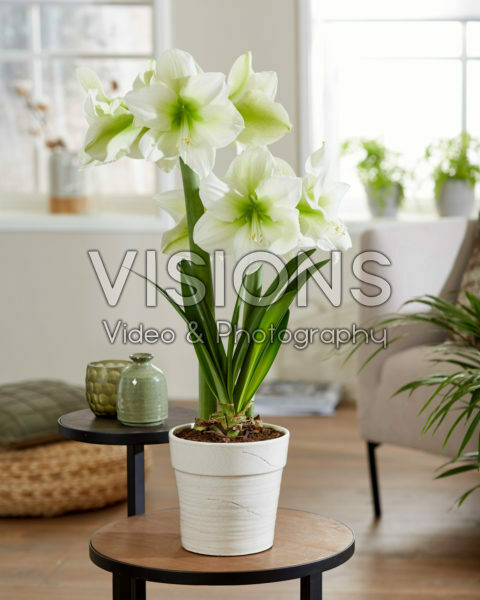 Hippeastrum Mont Blanc