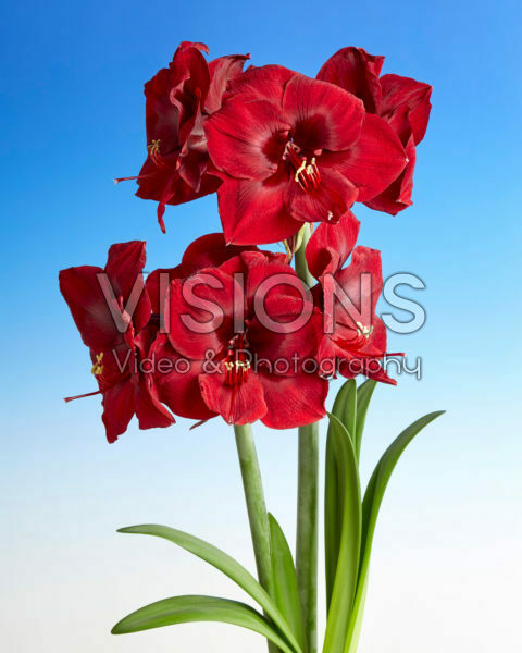 Hippeastrum Mandela Hippeastrum Mandela