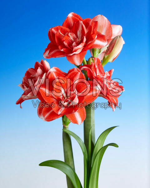 https://img.visionspictures.com/VISI/wprev/visi195749.jpg/save_as_name/visionspictures%20-%20visi195749%20-%20Hippeastrum%20Double%20Shine.jpg
