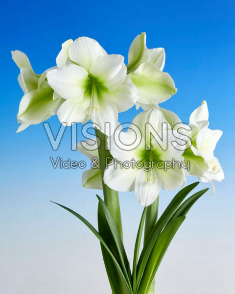 Hippeastrum Mont Blanc Hippeastrum Mont Blanc