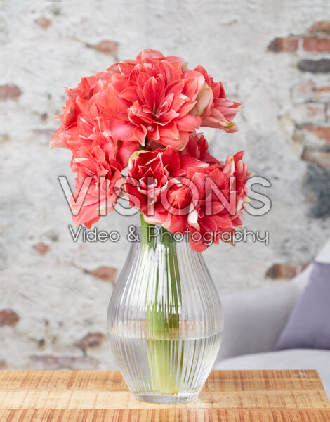 Hippeastrum Double Dream Hippeastrum Double Dream