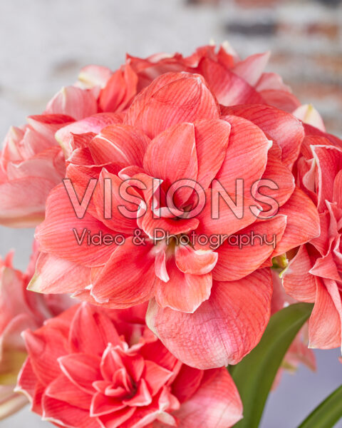 AMAZING AMARYLLIS