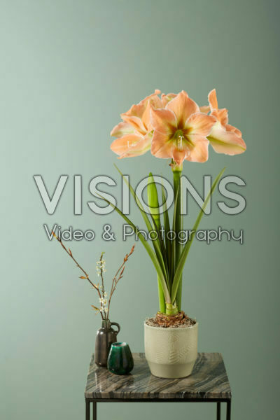 Hippeastrum Apricot Touch Hippeastrum Apricot Touch