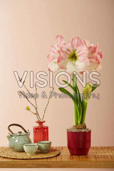Hippeastrum Cherry Blossom® Hippeastrum Cherry Blossom®