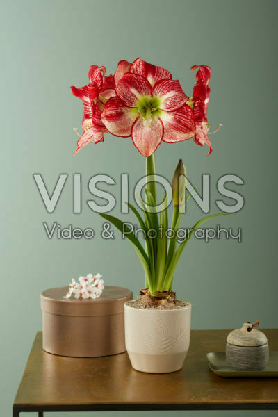 Hippeastrum Flamenco Queen