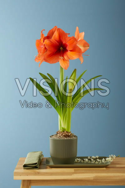 Hippeastrum Gold Medal Hippeastrum Gold Medal