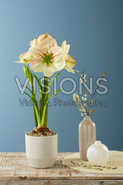 Hippeastrum Princess Claire Hippeastrum Princess Claire