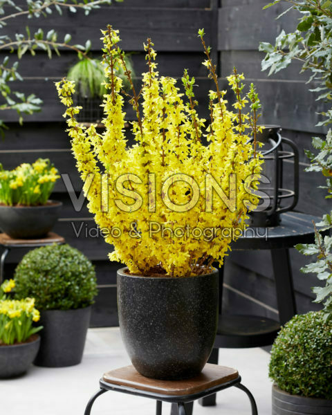 Forsythia Mikador® Forsythia Mikador®