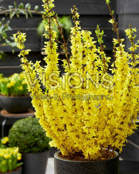 Forsythia MikadorĀ® Forsythia MikadorĀ®