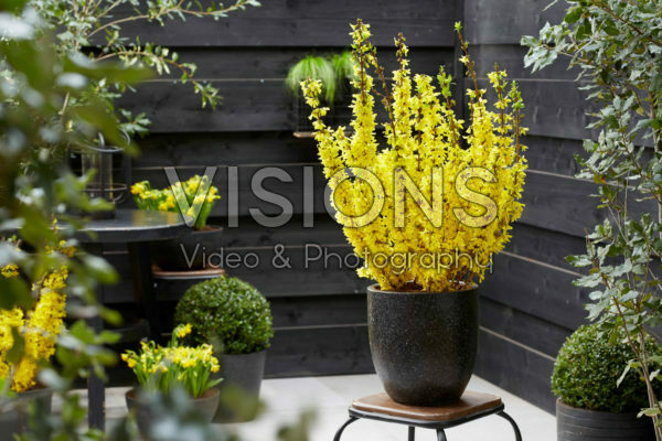 Forsythia Mikador®