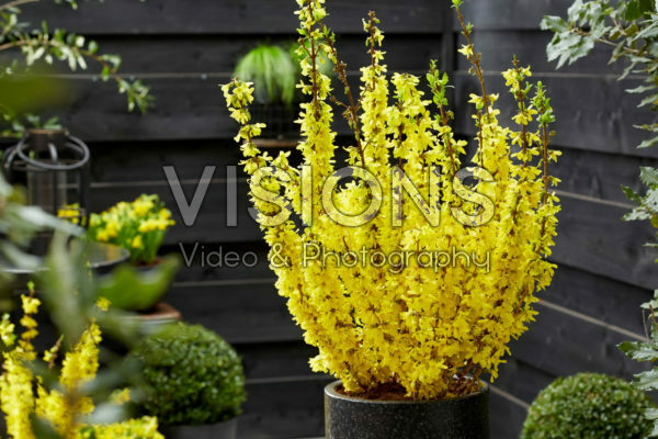 Forsythia MikadorĀ® Forsythia MikadorĀ®
